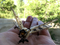 Palpares libelluloides