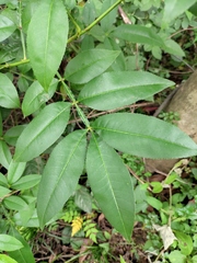 Zanthoxylum armatum