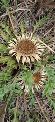 Carlina acanthifolia