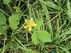 Ranunculus sieboldii