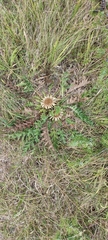 Carlina acanthifolia