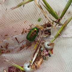 Cryptocephalus aureolus