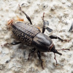 Sphenophorus cicatristriatus
