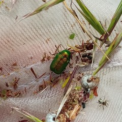 Cryptocephalus aureolus