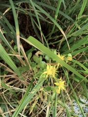 Sedum bulbiferum