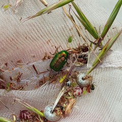 Cryptocephalus aureolus