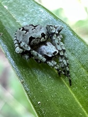 Araneus bicentenarius