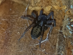 Callobius claustrarius