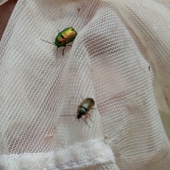 Cryptocephalus aureolus