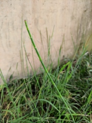Equisetum ramosissimum