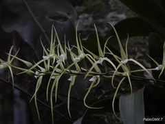 Brassia verrucosa