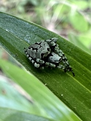 Araneus bicentenarius