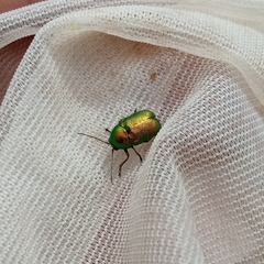 Cryptocephalus aureolus