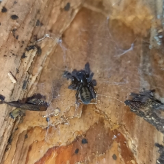 Callobius claustrarius