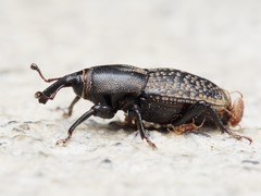 Sphenophorus cicatristriatus
