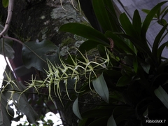 Brassia verrucosa