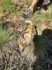 Testudo graeca ibera