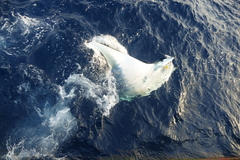 Mobula tarapacana