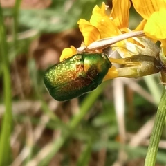 Cryptocephalus aureolus