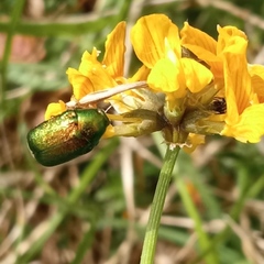 Cryptocephalus aureolus