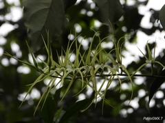 Brassia verrucosa