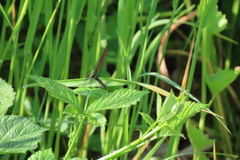 Calopteryx splendens