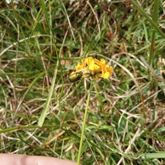 Cryptocephalus aureolus