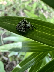 Araneus bicentenarius