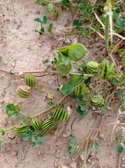 Medicago orbicularis