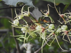 Brassia verrucosa