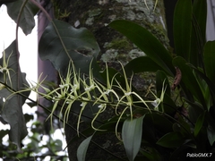 Brassia verrucosa