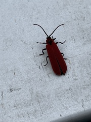 Dictyoptera