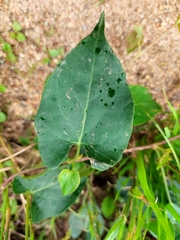 Reynoutria multiflora