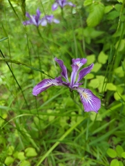 Iris tenax tenax