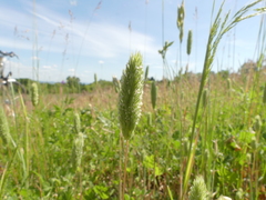 Phleum arenarium