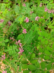 Indigofera bungeana
