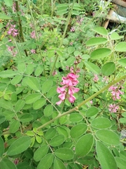 Indigofera bungeana