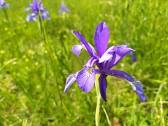 Iris spuria