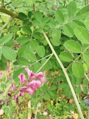 Indigofera bungeana