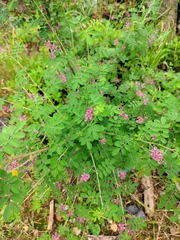 Indigofera bungeana