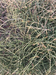 Ephedra tweedieana