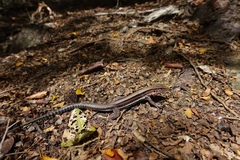 Pholidoscelis polops