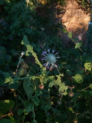 Chresta pacourinoides