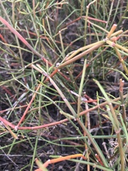 Ephedra tweedieana