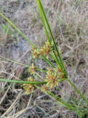 Cyperus virens