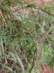 Elymus tsukushiensis