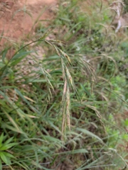 Elymus tsukushiensis