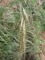 Elymus tsukushiensis