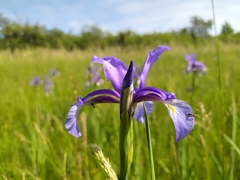 Iris spuria