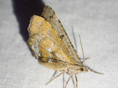 Dissomorphia australiaria